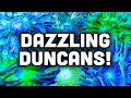 Duncan Corals Beginner Friendly Coral Tips And Care