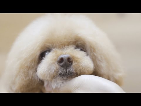 Are you a puppy? No, I'm 10 years old ...! Afro cut grooming landscape of toy poodle