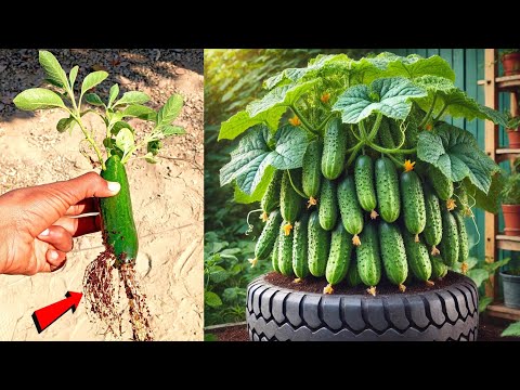 Cucumber Boom: Unleash a Bountiful Harvest with These Expert Tips