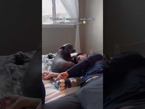 #funnydogs#cute#doglover#doglife#cure#dogshorts#pet#doglife#dogshorts