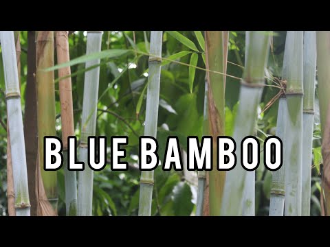 Himalayacalamus hookerianus Blue Bamboo