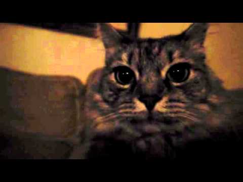 Kitty Surprise (Official Video)