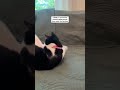 Who S Got The Cutest Tuxedo Cat On The Internet I Have This Oneee