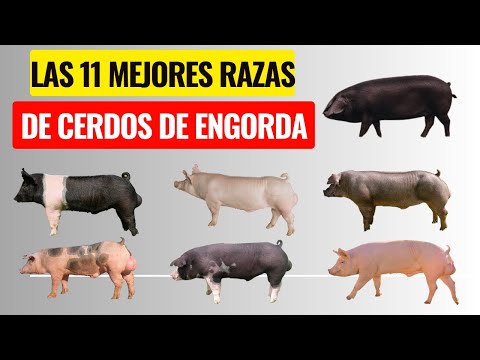 The 11 best breeds of fattening pigs and their characteristics