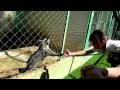 My sister feeding a Raccoon in La Bella Airosa aaahhhhh. My sister feeding a Raccoon in La Bella Airosa aaahhhhh.