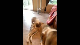 Rough Collie Puppies Videos