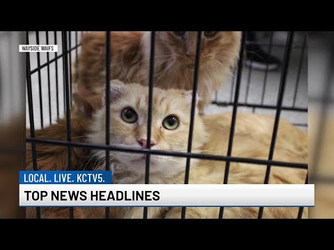 Twenty cats rescued from hoarding situation in Grandview