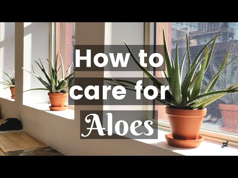 , title : 'Aloe Vera Care Guide'