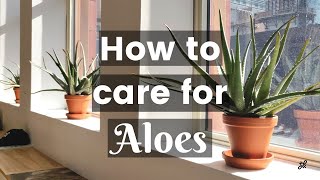 Aloe Vera Care Guide