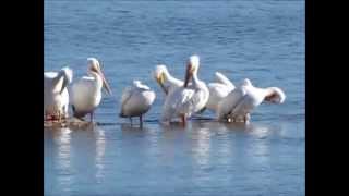 preview picture of video 'Migrating American White Pelicans Along The Mississippi River'