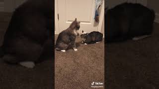 “I said do you wanna fight me?”