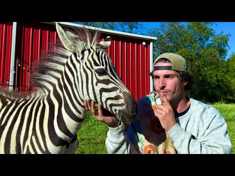 How to Catch and Cook a Zebra 