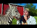 Wie Man Ein Zebra Fängt Und Zubereitet