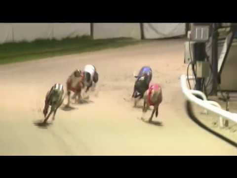 2018 ESSEX VASE - HEAT 5 - T6 BRIGADIER BULLET