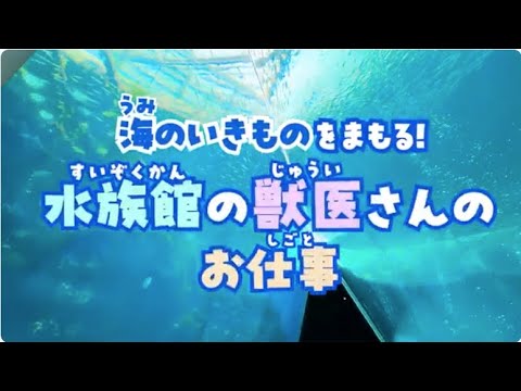 海のいきものをまもる！水族館の獣医さんのお仕事（アクアマリンふくしま）