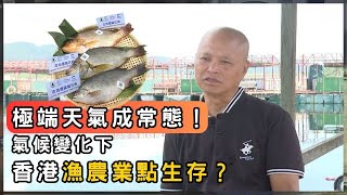 漁農業路難行！政府推漁農轉型 為何老農不敢試？| 香港 2025 | 時事 | 資訊 | 時事多面睇｜新聞｜A Closer Look