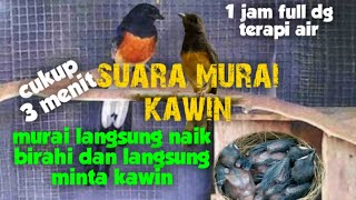 Download lagu suara murai kawin ||terapi dan pancingan agar murai cepat birahi dan cepat kawin mp3 Download lagu suara murai kawin ||terapi dan pancingan agar murai cepat birahi dan cepat kawin mp3