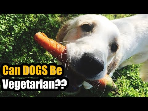 download lagu mp3 mp4 Vegetarian Dog Breeds, download lagu Vegetarian Dog Breeds gratis, unduh video klip Vegetarian Dog Breeds