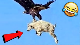 СМЕШНЫЕ ЖИВОТНЫЕ 2019 / ПРИКОЛЫ КОТЫ СОБАКИ, ЛУЧШИЕ ПРИКОЛЫ с Кошками и Собаками Funny Cats