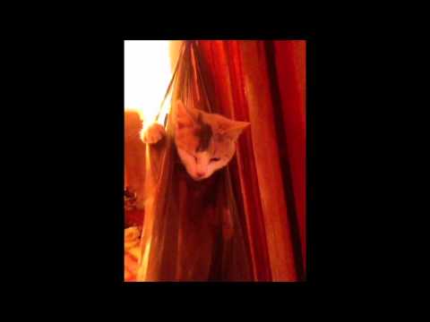 Funny Cats Compilation [Most See] Funny Cat Videos Ever 2015