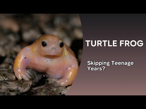 Why the TURTLE FROG is Nature's Weirdest Oddity #nature #wildlife #animals