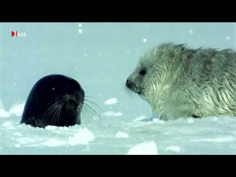 Europa ungezähmt [1/5] - Eisige Welten