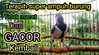 Download lagu Terapi burung gelatik batu macet bunyi dengar suara ini burung gelatik kembali Gacor mp3 Download lagu Terapi burung gelatik batu macet bunyi dengar suara ini burung gelatik kembali Gacor mp3