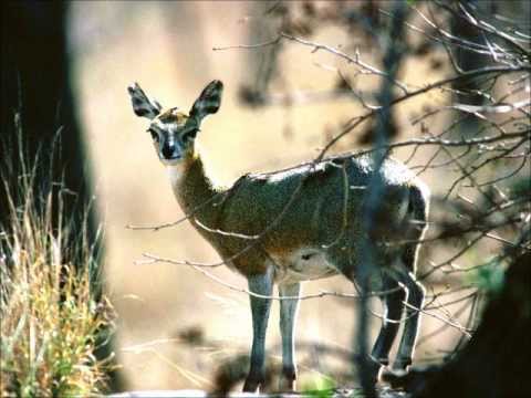 DJ Werd - A Female Deer