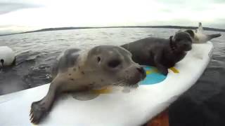 Забавные тюлени резвятся перед камерой