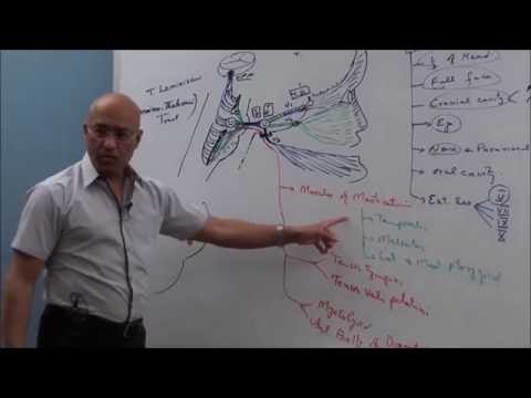 Trigeminal System | Neuroanatomy