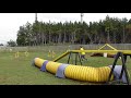 Agillity Lesson Bordercollie CHIP 2020 1020