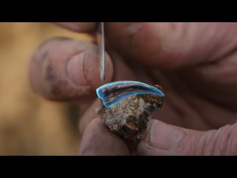 Znalazł pazur dinozaura warty prawie 2 tysiące dolarów! [Poszukiwacze dinozaurów]
