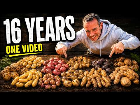 download lagu mp3 mp4 How Big Is A Medium Potato, download lagu How Big Is A Medium Potato gratis, unduh video klip How Big Is A Medium Potato