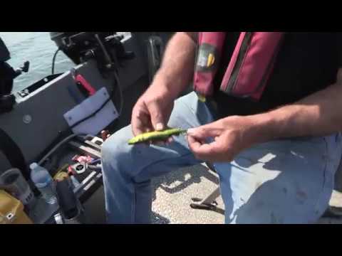 download lagu mp3 mp4 Whole Herring For Sale, download lagu Whole Herring For Sale gratis, unduh video klip Whole Herring For Sale