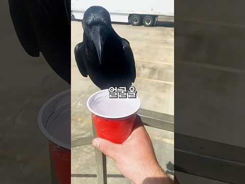 까마귀에 물을 주면🐦‍⬛