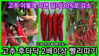 고추 이렇게 따면 일이 30%로 감소 고추는 후다닥 따는겨~홍고추,물고추 귀농귀촌,전원일기,주말농장,텃밭