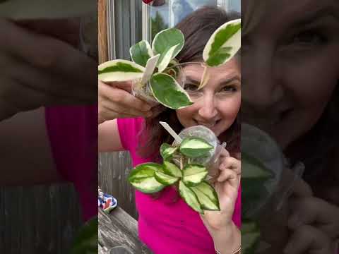 Difference between Hoya carnosa Krimson Queen and Hoya carnosa Krimson Princess #shorts