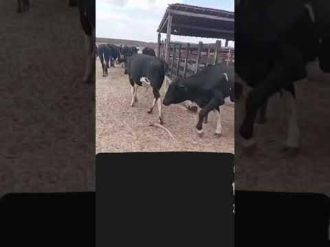 34 Bois para Reposição na Balança Viva de 9,30 reais em Morada Nova/ Ceará. Whatsapp 84 99810 2784