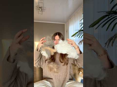 Haaren eure viel?🥹 #katzenvideos #cat