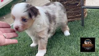 Video preview image #4 Miniature Australian Shepherd Puppy For Sale in GRANBURY, TX, USA
