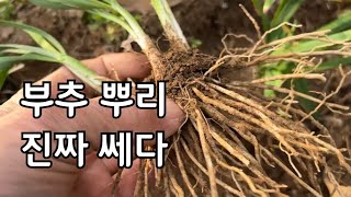부추 정구지 뿌리가 진짜 튼실하네 그래서 몸보신 되나 봅니다