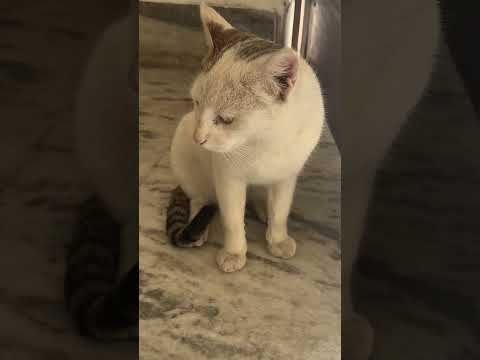 Cutest funny cat |petlovers #cat #viralvideo #shorts #shortsfeed