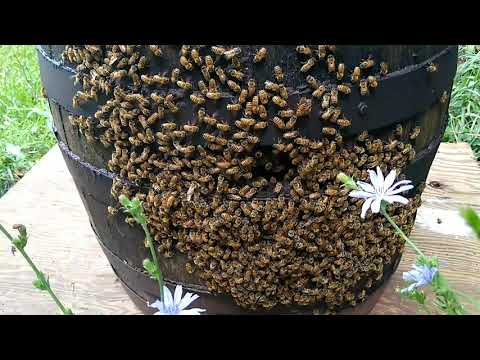 Bringing the barrel hive home | Feral colony in a barrel