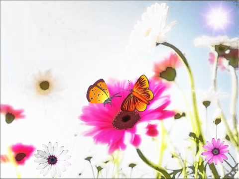 Povestea unui fluturas.wmv