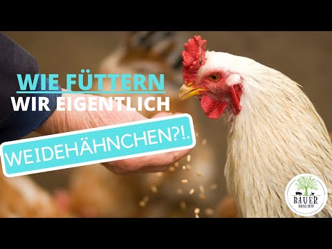 Was Hühner lieben! RICHTIGES Futter für Legehennen und Weidehähnchen 🐔🍃🌾🌽