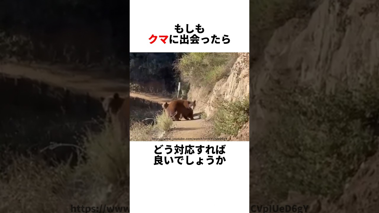 今一度確認したいクマの対処法