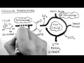 Cellular Respiration 1 - Overview