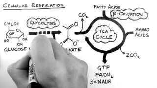 Cellular Respiration 1 - Overview