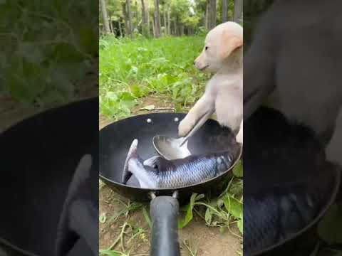 pussy making  fish for breakfast 🤤😂😂😂