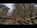 My Movie 4 Adventure In The Forest